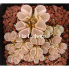 C233 - Plant